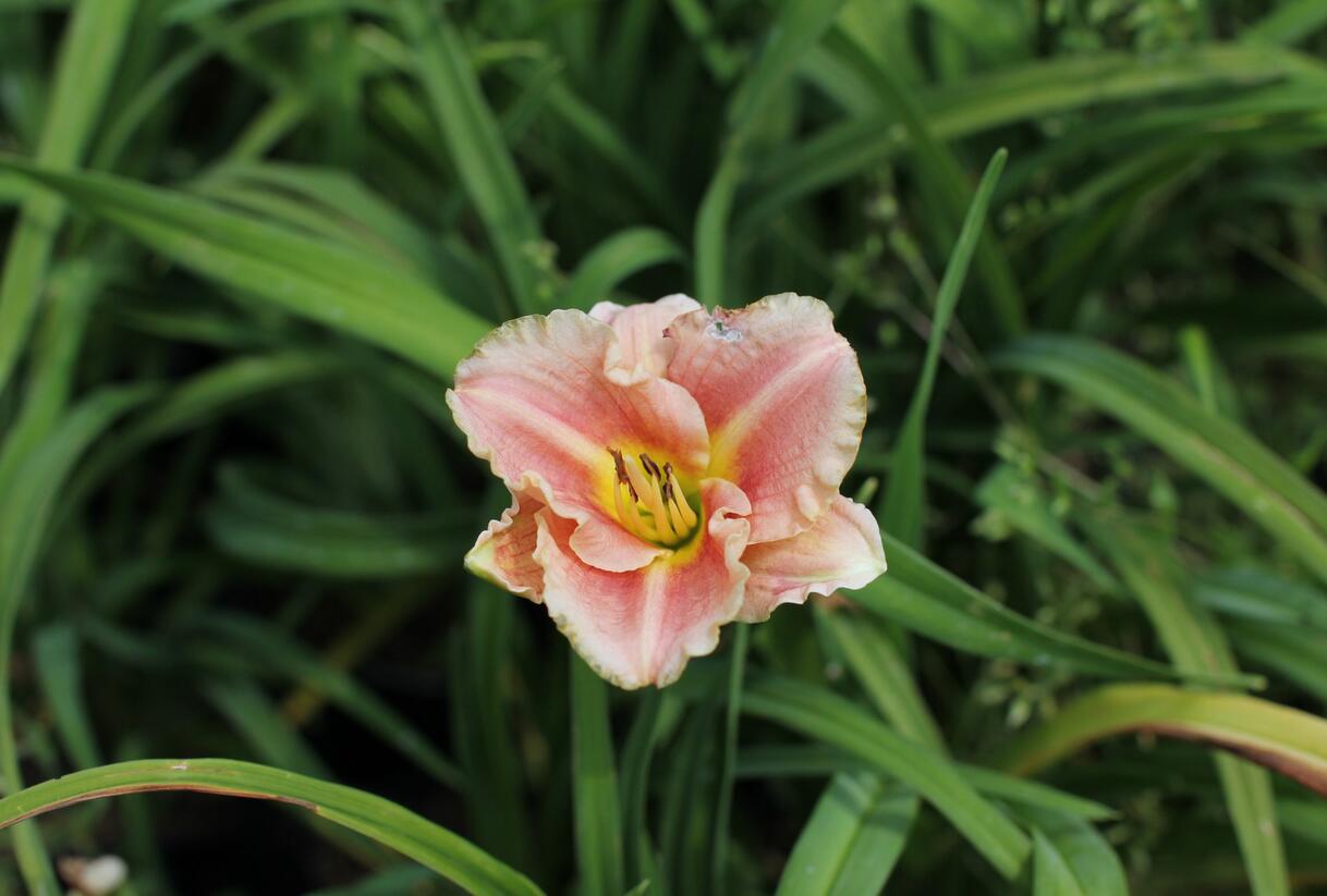 Denivka 'Little Anna Rosa' - Hemerocallis 'Little Anna Rosa'