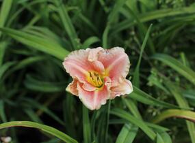 Denivka 'Little Anna Rosa' - Hemerocallis 'Little Anna Rosa'