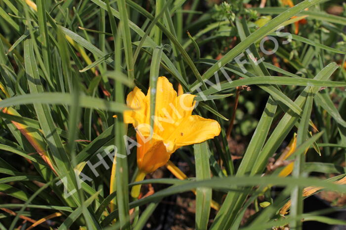 Denivka 'Stella de Oro' - Hemerocallis 'Stella de Oro'