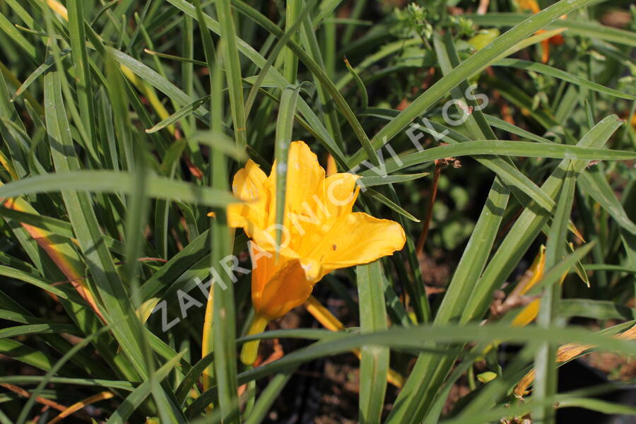Denivka 'Stella de Oro' - Hemerocallis 'Stella de Oro'