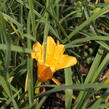 Denivka 'Stella de Oro' - Hemerocallis 'Stella de Oro'