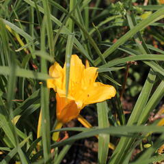 Denivka 'Stella de Oro' - Hemerocallis 'Stella de Oro'