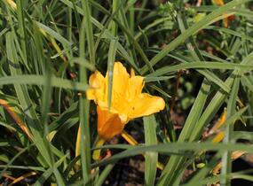 Denivka 'Stella de Oro' - Hemerocallis 'Stella de Oro'