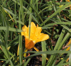 Denivka 'Stella de Oro' - Hemerocallis 'Stella de Oro'