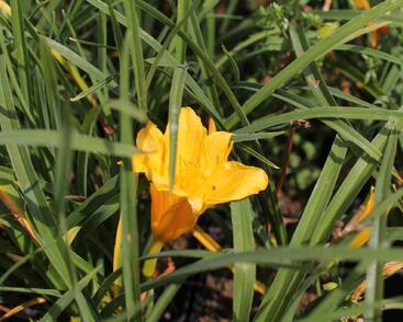 Denivka 'Stella de Oro'