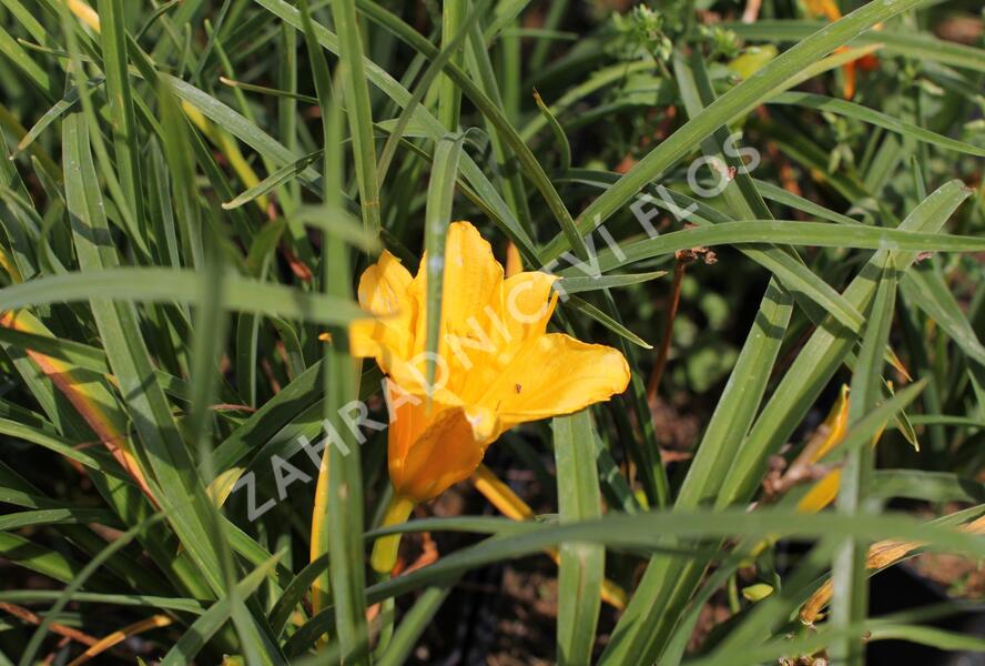Denivka 'Stella de Oro' - Hemerocallis 'Stella de Oro'