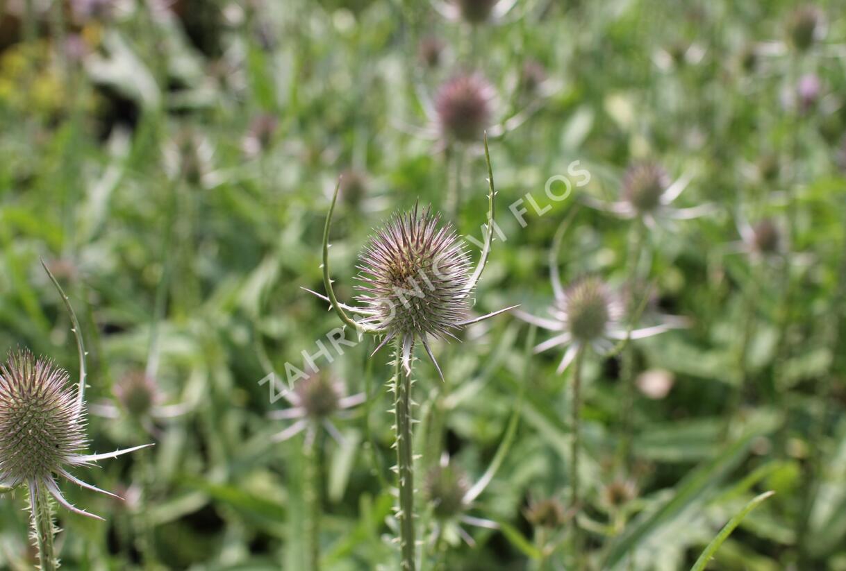 Štětka planá - Dipsacus fullonum
