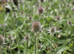 Štětka planá - Dipsacus fullonum