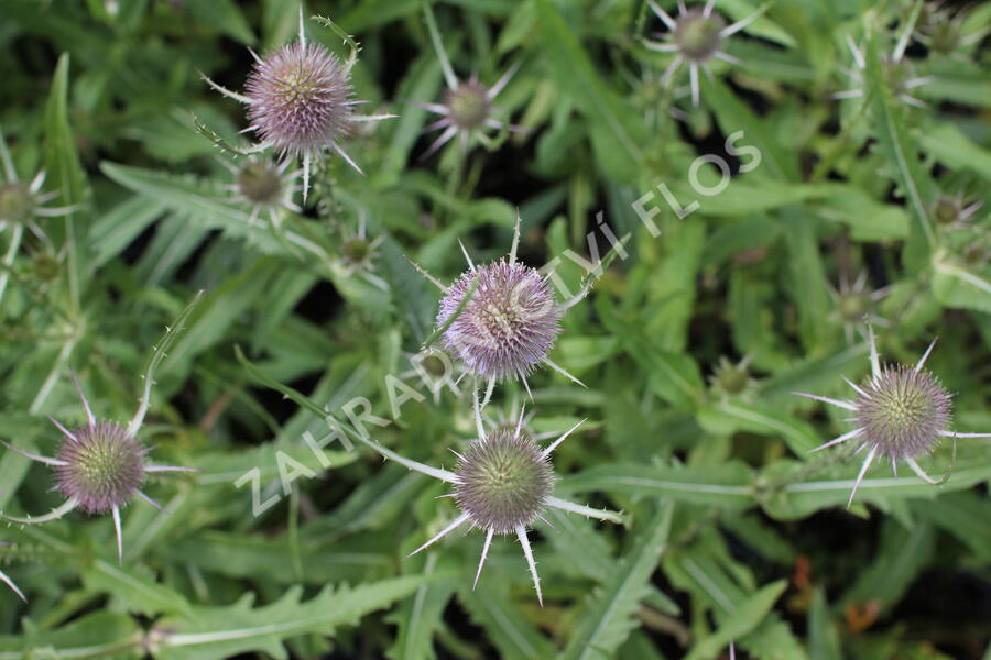 Štětka planá - Dipsacus fullonum