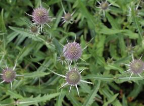 Štětka planá - Dipsacus fullonum