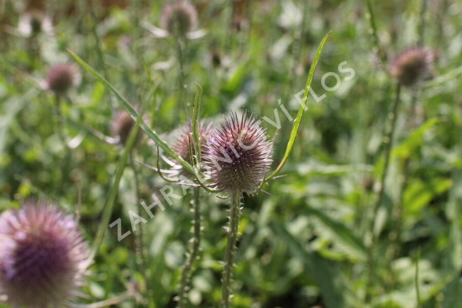 Štětka planá - Dipsacus fullonum