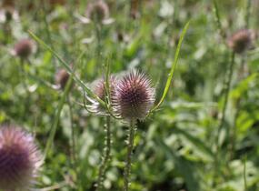 Štětka planá - Dipsacus fullonum