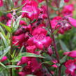 Dračík 'Superstar' - Penstemon hartwegii 'Superstar'