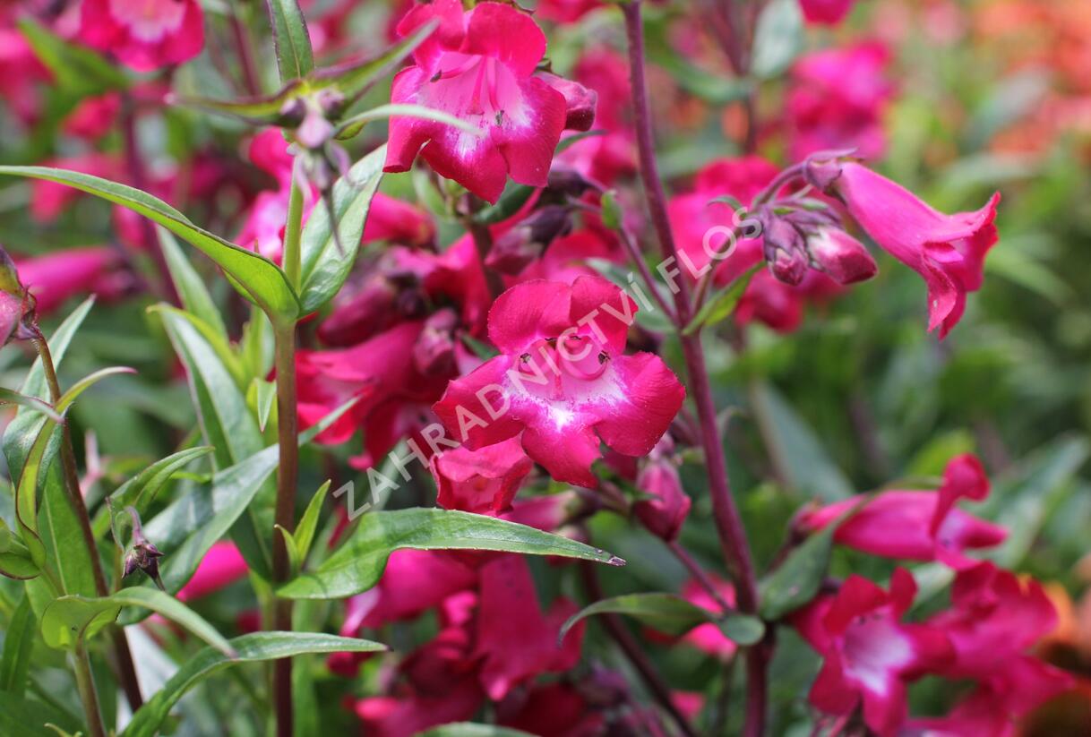 Dračík 'Superstar' - Penstemon hartwegii 'Superstar'