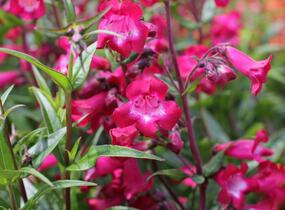 Dračík 'Superstar' - Penstemon hartwegii 'Superstar'