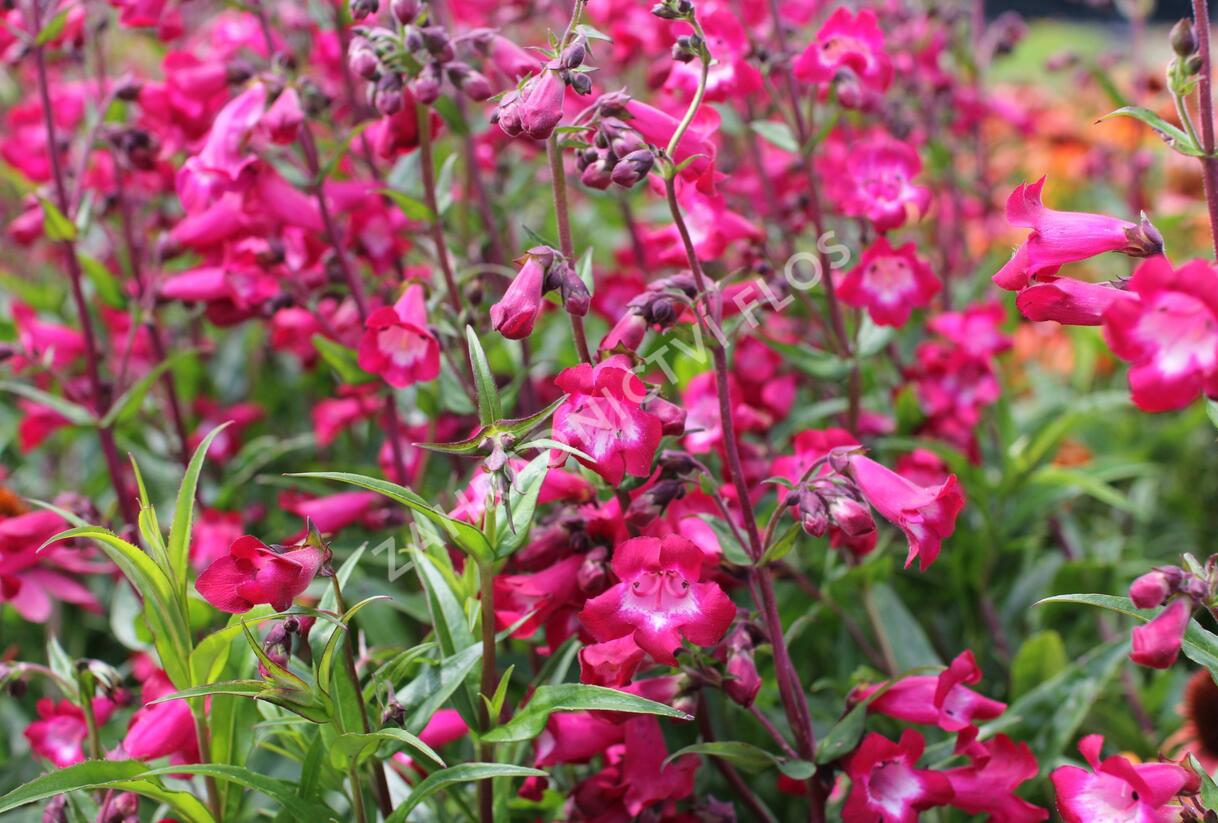 Dračík 'Superstar' - Penstemon hartwegii 'Superstar'