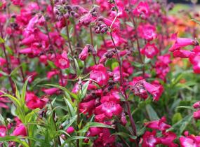 Dračík 'Superstar' - Penstemon hartwegii 'Superstar'