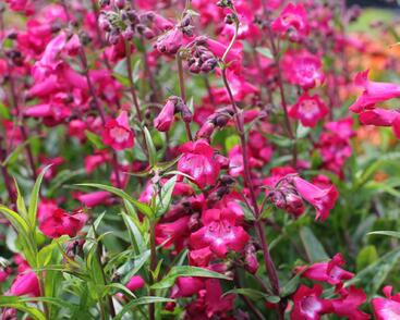 Dračík 'Superstar'