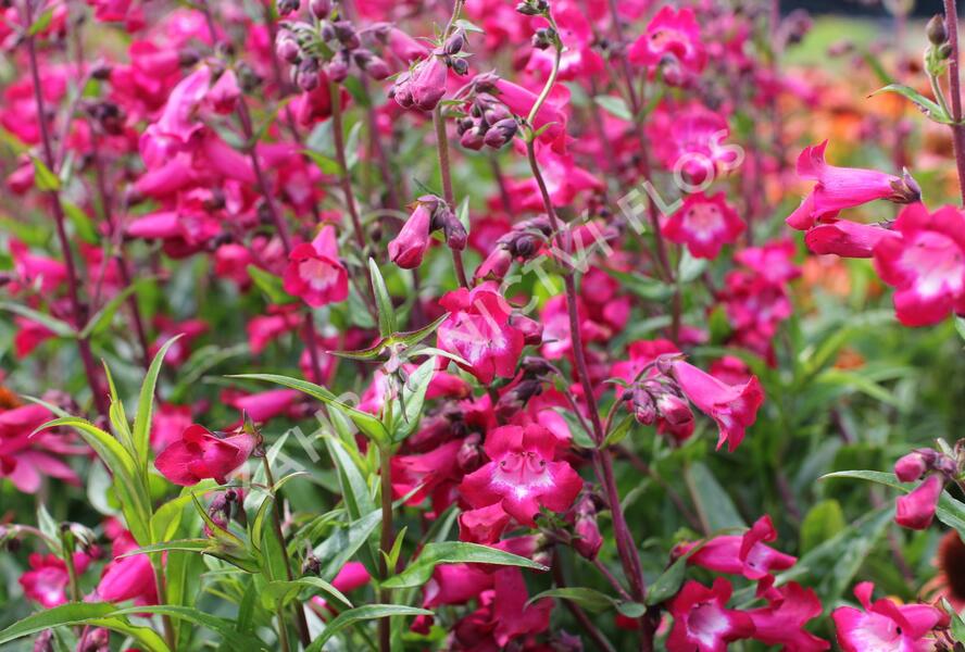 Dračík 'Superstar' - Penstemon hartwegii 'Superstar'