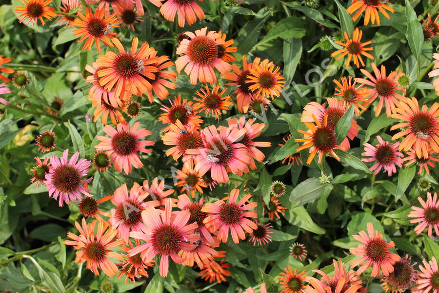 Třapatkovka nachová 'Skipper Orange' - Echinacea purpurea 'Skipper Orange'
