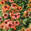 Třapatkovka nachová 'Skipper Orange' - Echinacea purpurea 'Skipper Orange'