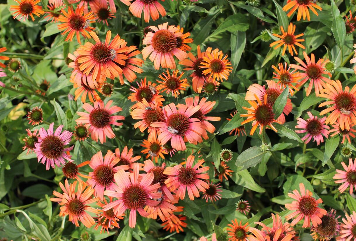 Třapatkovka nachová 'Skipper Orange' - Echinacea purpurea 'Skipper Orange'
