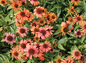 Třapatkovka nachová 'Skipper Orange' - Echinacea purpurea 'Skipper Orange'