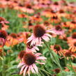 Třapatkovka nachová 'Skipper Orange' - Echinacea purpurea 'Skipper Orange'