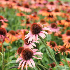 Třapatkovka nachová 'Skipper Orange' - Echinacea purpurea 'Skipper Orange'