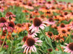 Třapatkovka nachová 'Skipper Orange' - Echinacea purpurea 'Skipper Orange'