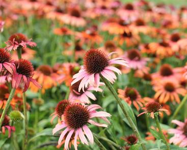 Třapatkovka nachová 'Skipper Orange'