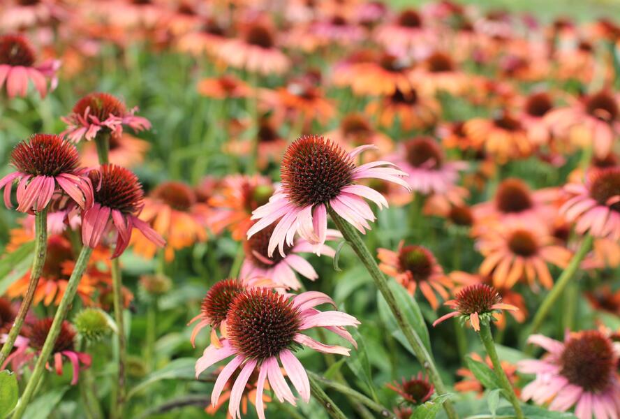 Třapatkovka nachová 'Skipper Orange' - Echinacea purpurea 'Skipper Orange'