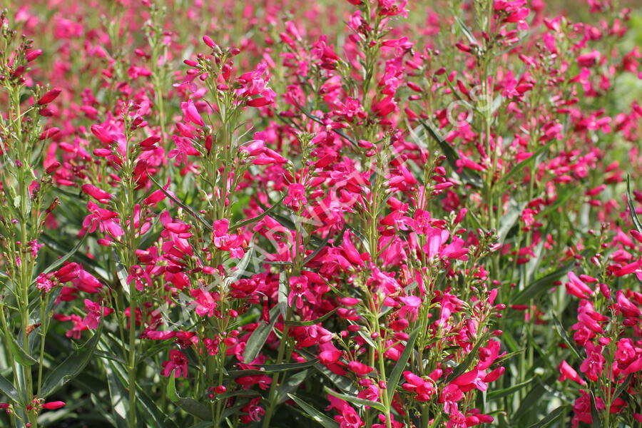Dračík vousatý 'Pristine Deep Rose' - Penstemon barbatus 'Pristine Deep Rose'