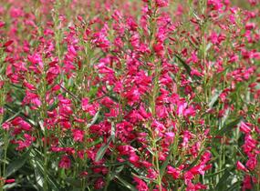 Dračík vousatý 'Pristine Deep Rose' - Penstemon barbatus 'Pristine Deep Rose'