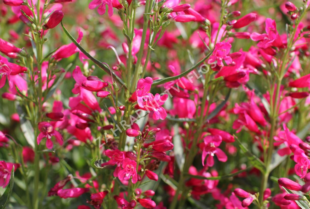 Dračík vousatý 'Pristine Deep Rose' - Penstemon barbatus 'Pristine Deep Rose'