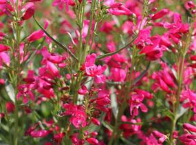 Dračík vousatý 'Pristine Deep Rose' - Penstemon barbatus 'Pristine Deep Rose'