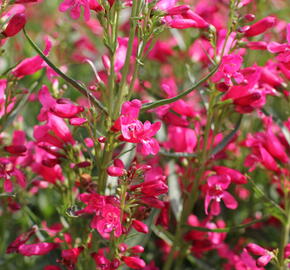 Dračík vousatý 'Pristine Deep Rose' - Penstemon barbatus 'Pristine Deep Rose'