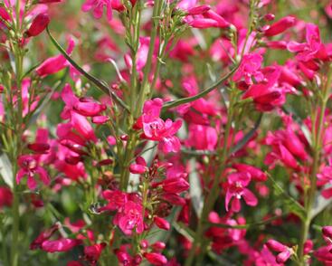 Dračík vousatý 'Pristine Deep Rose'
