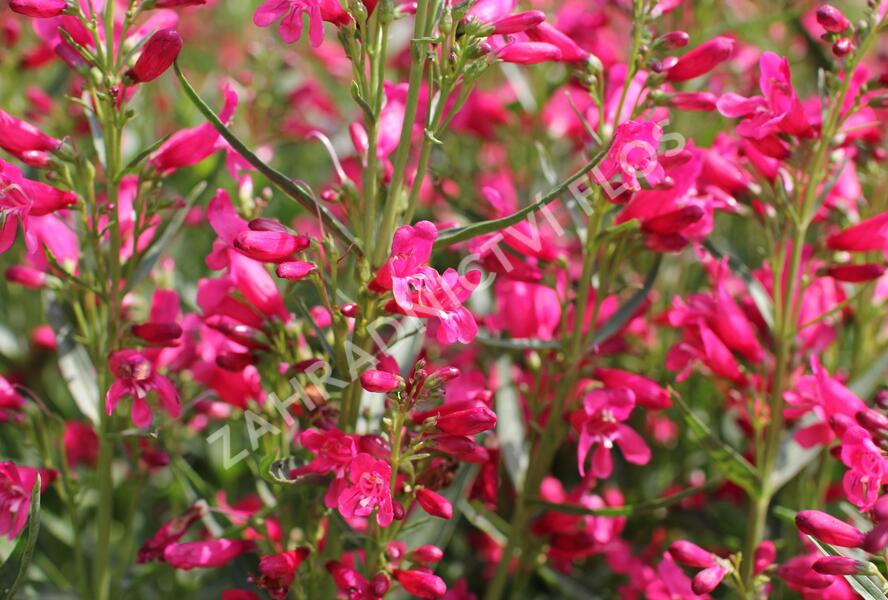 Dračík vousatý 'Pristine Deep Rose' - Penstemon barbatus 'Pristine Deep Rose'