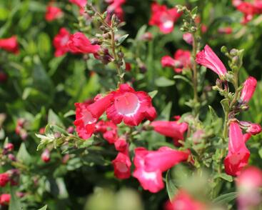 Dračík 'Pep Talk Red'