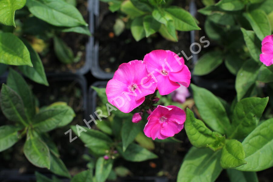Plamenka latnatá 'Adessa Compact Cherry Rose' - Phlox paniculata 'Adessa Compact Cherry Rose'