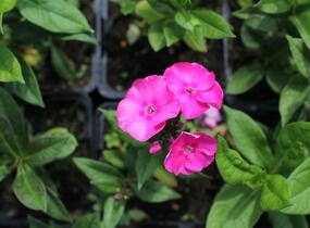 Plamenka latnatá 'Adessa Compact Cherry Rose' - Phlox paniculata 'Adessa Compact Cherry Rose'