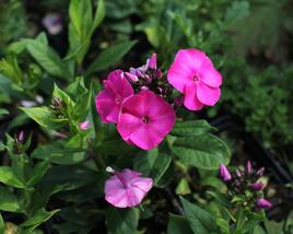 Plamenka latnatá 'Adessa Compact Cherry Rose'