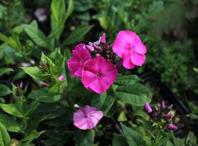 Plamenka latnatá 'Adessa Compact Cherry Rose' - Phlox paniculata 'Adessa Compact Cherry Rose'
