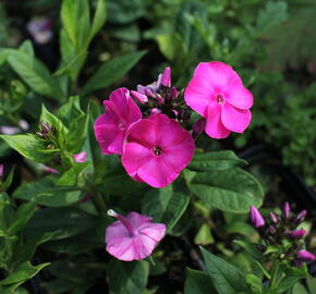 Plamenka latnatá 'Adessa Compact Cherry Rose' - Phlox paniculata 'Adessa Compact Cherry Rose'
