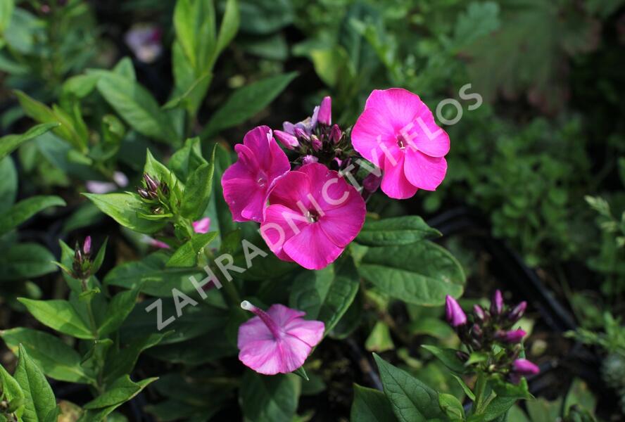 Plamenka latnatá 'Adessa Compact Cherry Rose' - Phlox paniculata 'Adessa Compact Cherry Rose'