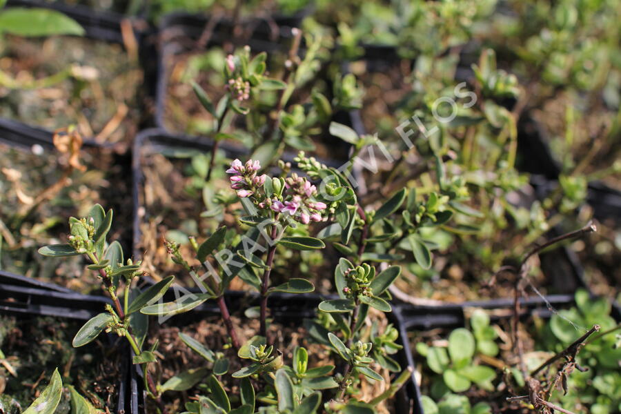 Hebe 'Naughties Pink' - Hebe 'Naughties Pink'