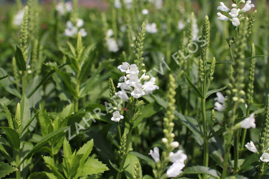 Včelník virginský 'Crystal Peak White' - Physostegia virginiana 'Crystal Peak White'