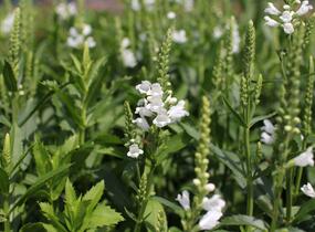 Včelník virginský 'Crystal Peak White' - Physostegia virginiana 'Crystal Peak White'