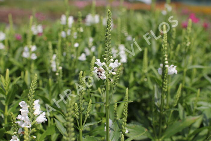 Včelník virginský 'Crystal Peak White' - Physostegia virginiana 'Crystal Peak White'